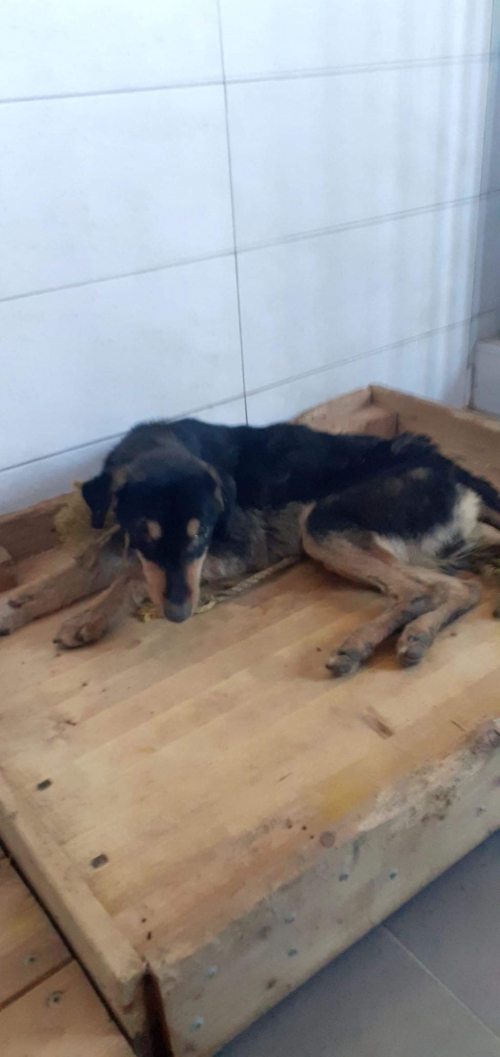 მეტისი უსახელო