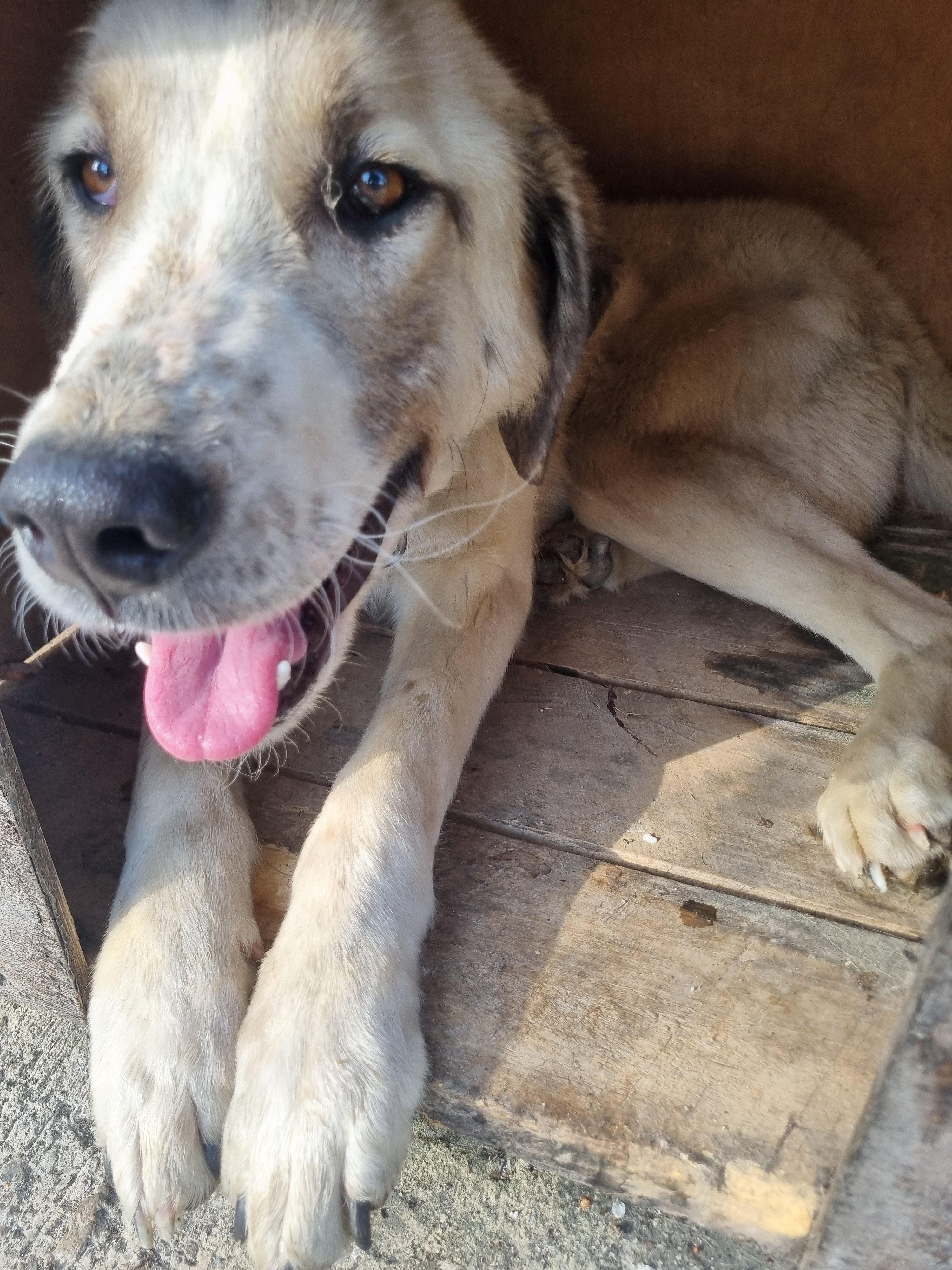 მეტისი. გორის თავშესაფარი