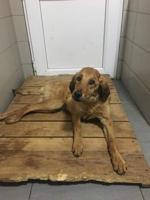 მეტისი უსახელო