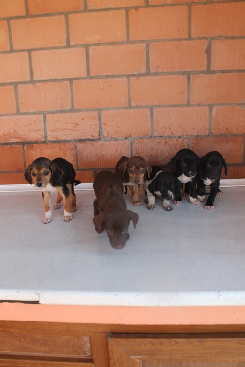 მეტისის ლეკვები უსახელო