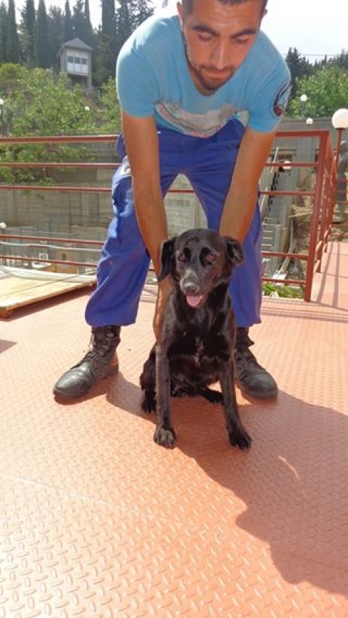 მეტისი პაკო