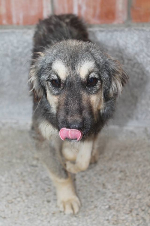 მეტისი უსახელო