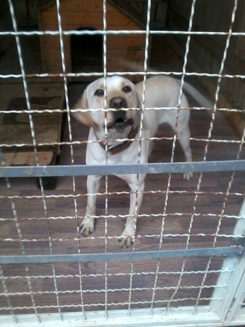 ლაბრადორი ბიბი