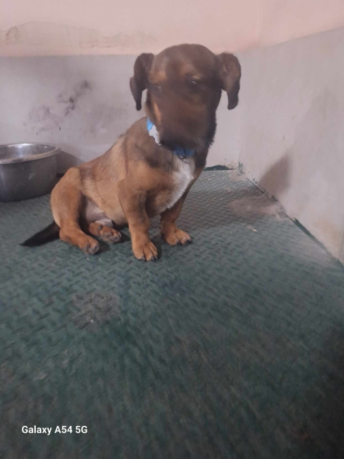 ტაქსა სოფელი ზემო ხანდა