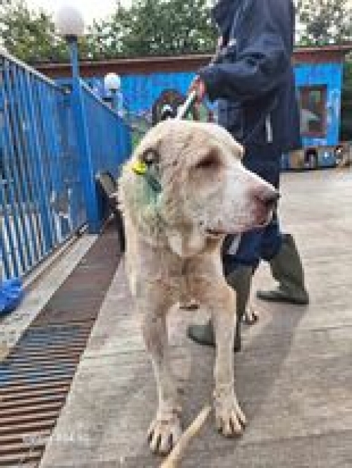 ქართული ნაგაზი გადმოყვანილია მუნიციპალური თავშესაფრიდან