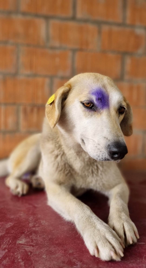 მეტისი ჩააბარა თამუნა გაბუნია
