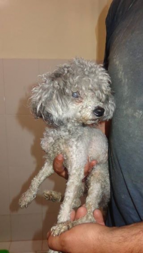 პუდელი უსახელო