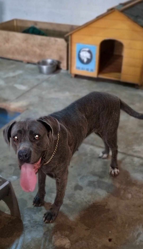 კანე კორსო ნაპოვნია ხუდადოვზე