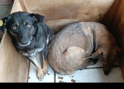 მეტისი ისთ პოინთი