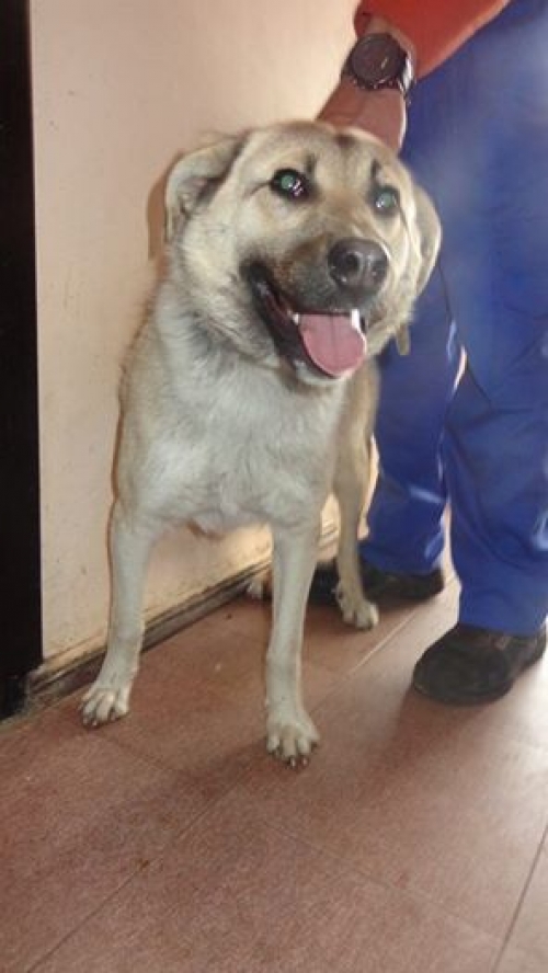 მეტისი რიო