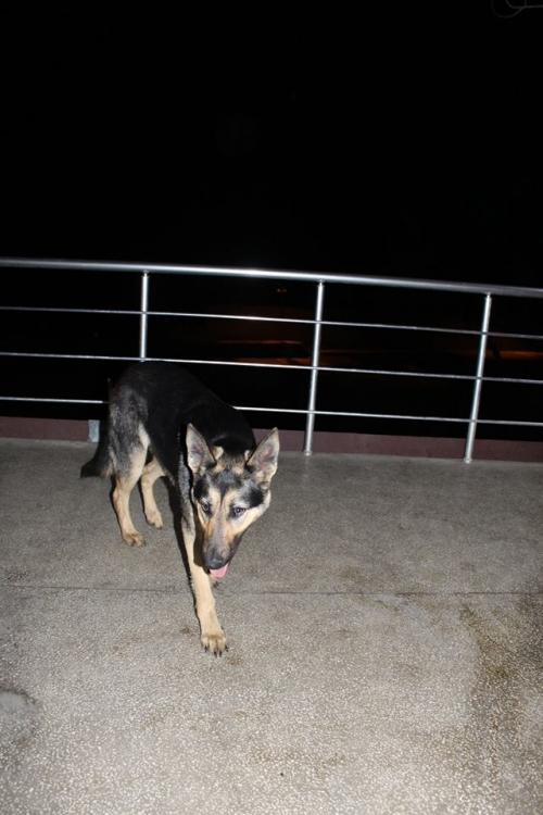 გერმანული ნაგაზი უსახელო