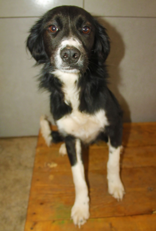 მეტისი კუსა