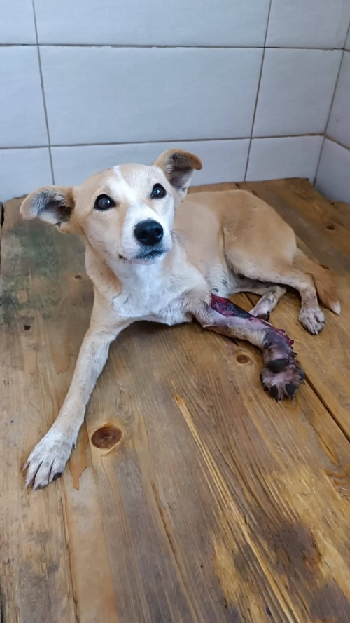 მეტისი ბეთანია