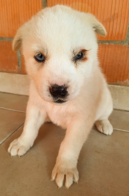 მეტისი მაპოვნია კაიროზე თავშესაფართან