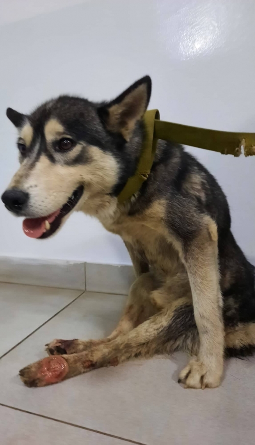 ლაიკა ჯინვალის და ფასანაურისგ ზაზე ნაპოვნი