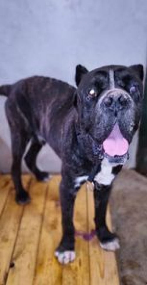 კანე კორსო კასპის რაიონ სოფელ ხოვლეში