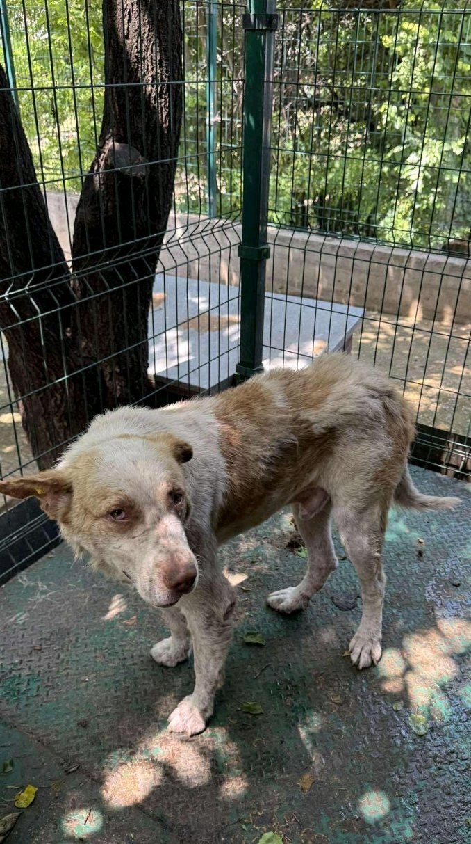 მეტისი. აეროპორტი