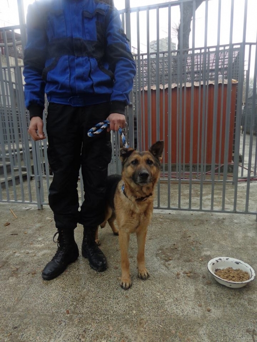 გერმანული ნაგაზი უცნობი