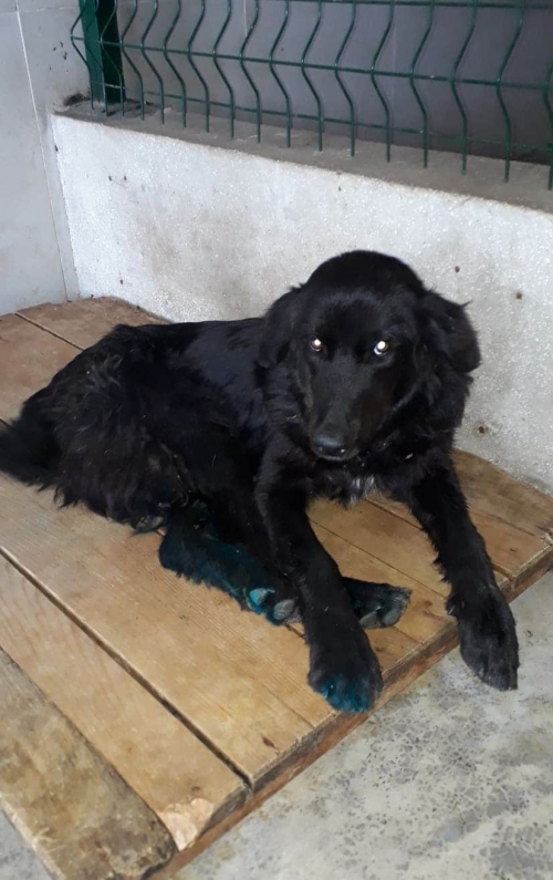 მეტისი უსახელო