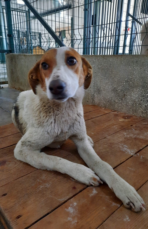 მეტისი ყვარელი