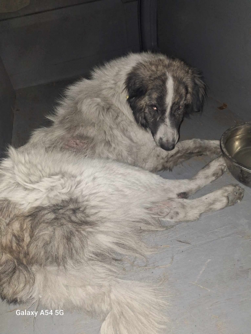 ქართული ნაგაზი ყვარელი