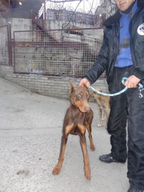 დობერმანი უსახელო