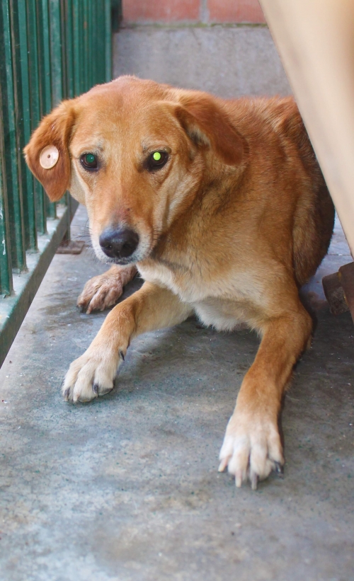 მეტისი უსახელო