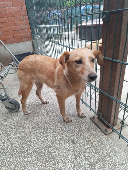 მეტისი მარნეული, ბელა ჩიქოვანი,