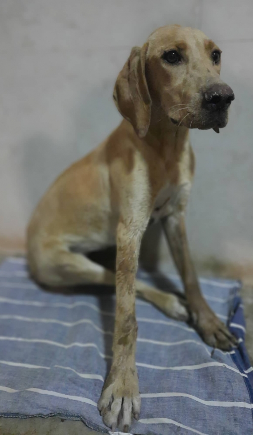 ლაბრადორი დოლიძე