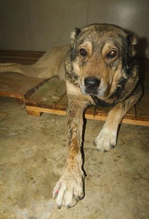 ქართული ნაგაზი ბოთხორა