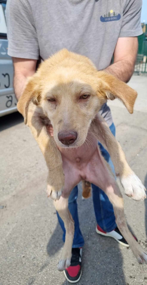 მეტისი სოფელი ძეგვი