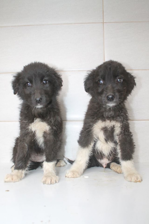 მეტისის ლეკვები უსახელო