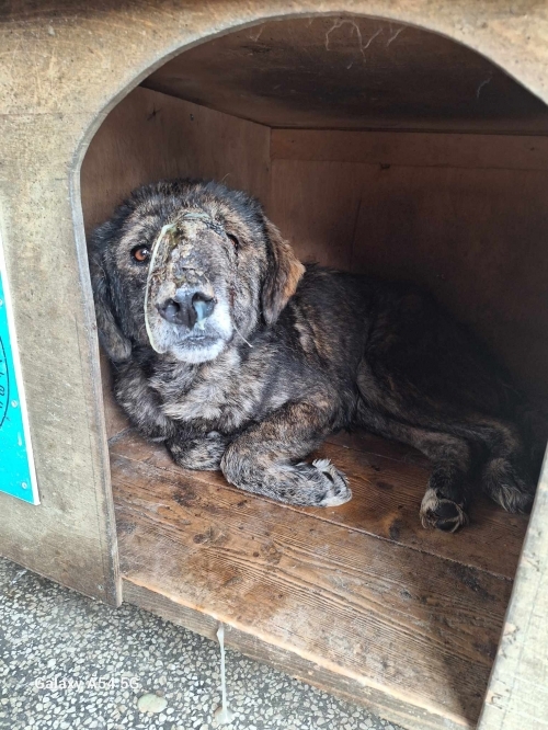 მეტისი ზესტაფონი