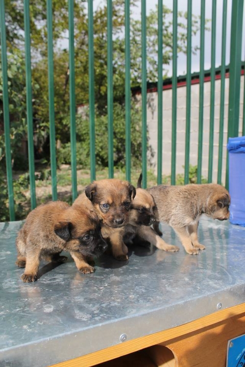 მეტისის ლეკვები უსახელო