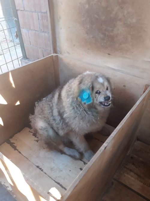 მეტისი კიჭა