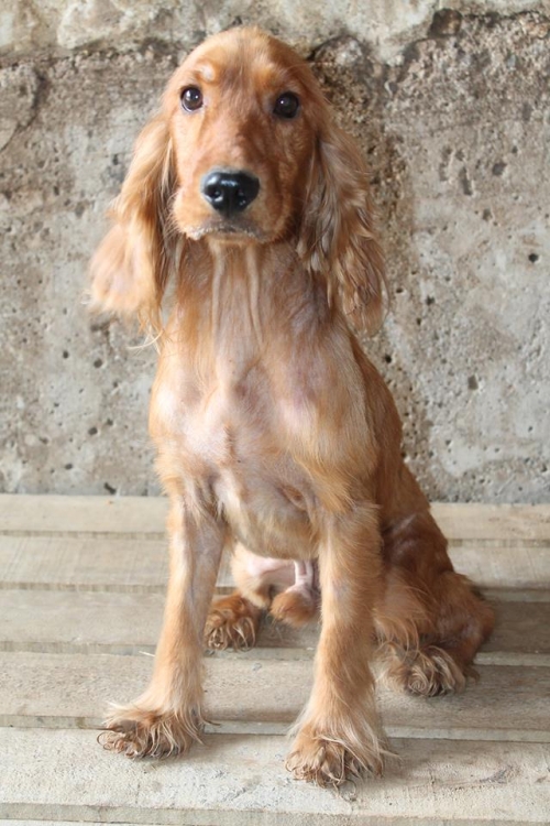 კოკერსპანიელი უსახელო