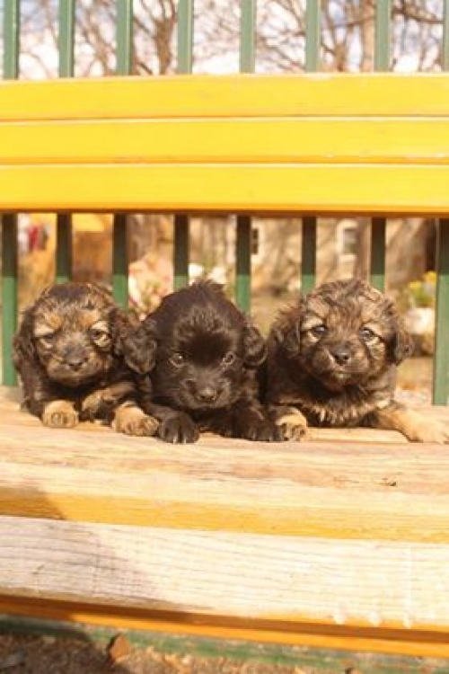 ქართული ქოფაკი უსახელო