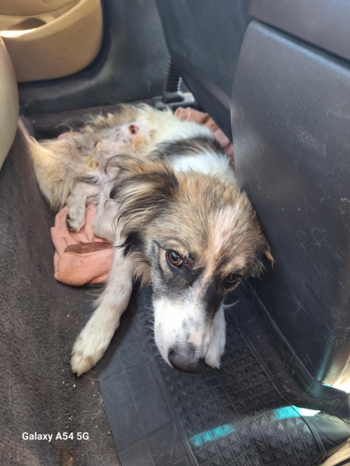 მეტისი ავჭალა მანაგაძის ქუჩა