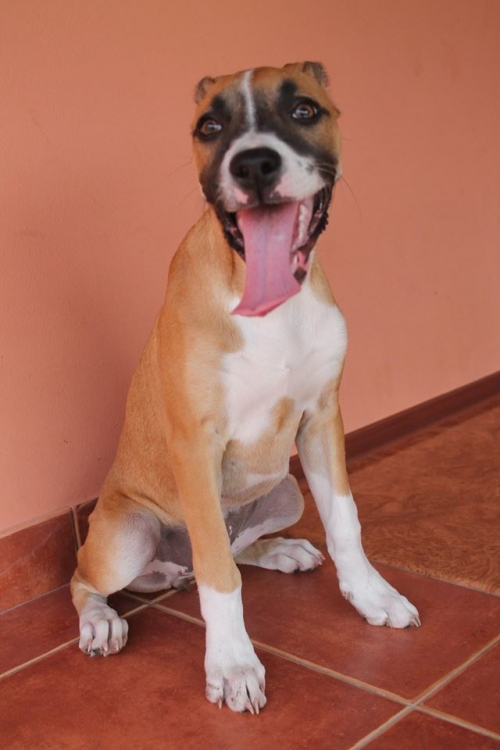 ბოქსიორი ტუსტი