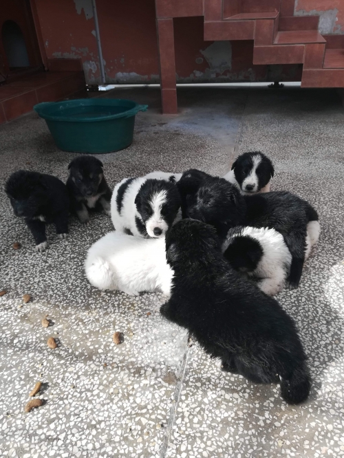 მეტისი ზაჰესი