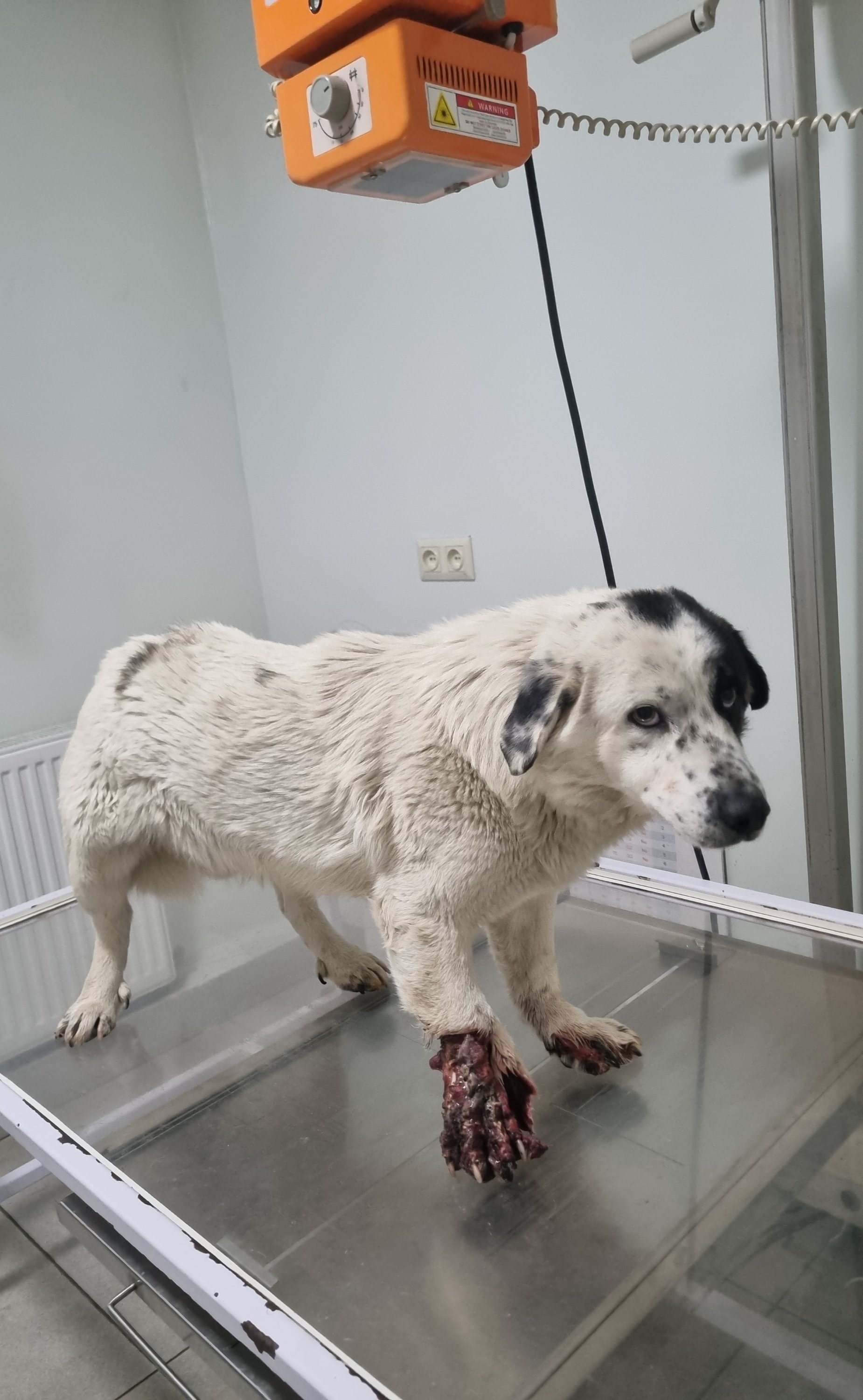 მეტისი ბულაჩაური