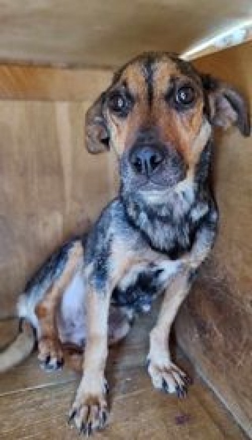 მეტისი ქუთაისი