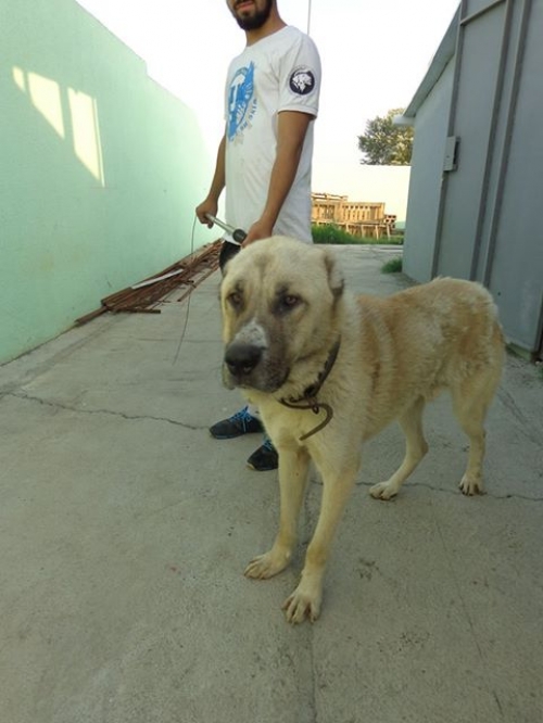 ქართული ნაგაზი ბუგარა