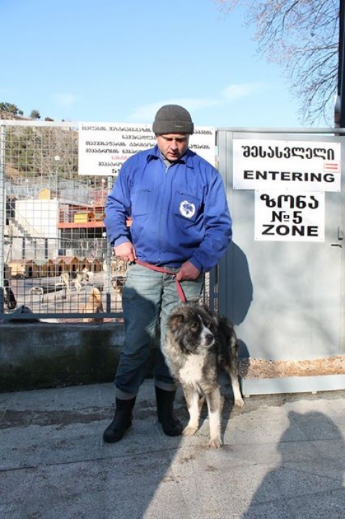 ქართული ქოფაკი ლედი