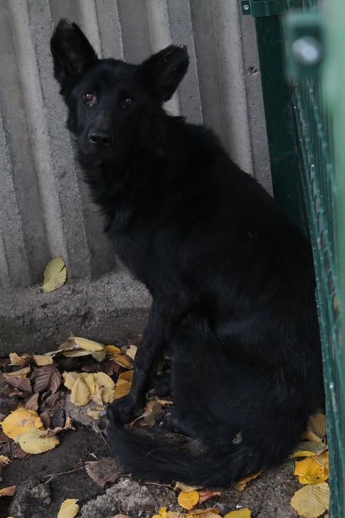 ბელგიური ნაგაზი უსახელო