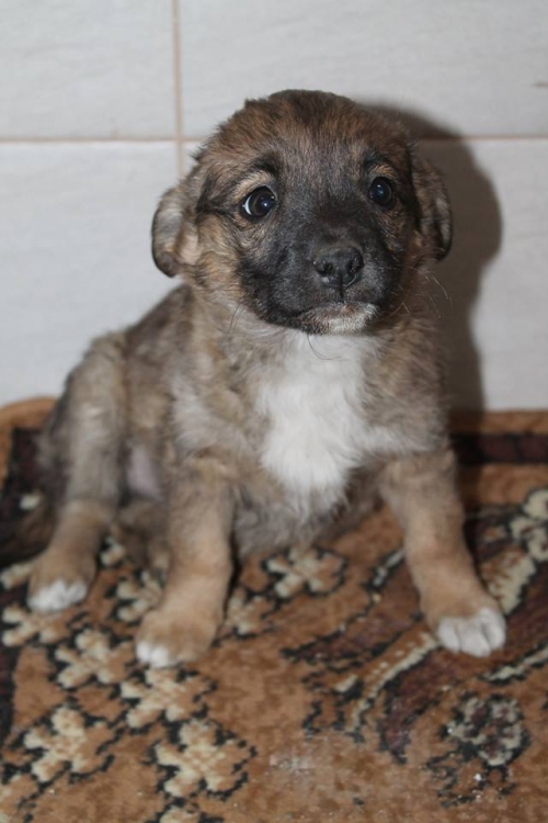 მეტისი უსახელო