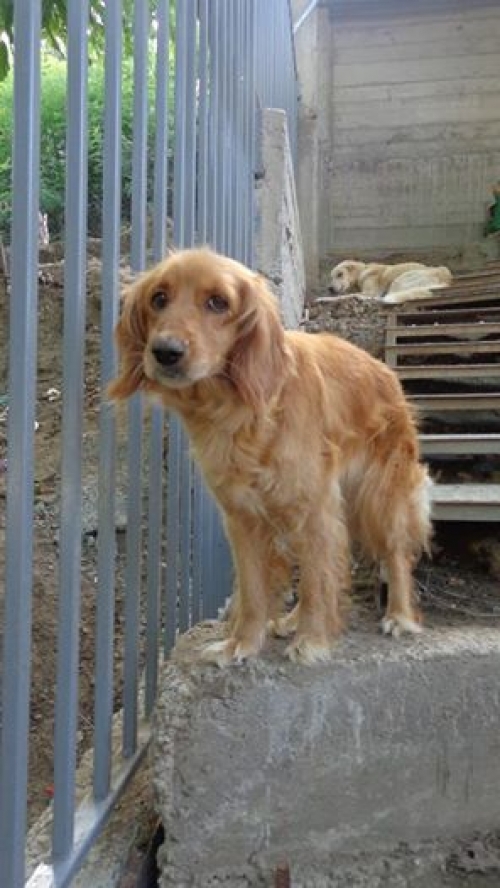 კოკერსპანიელი უსახელო