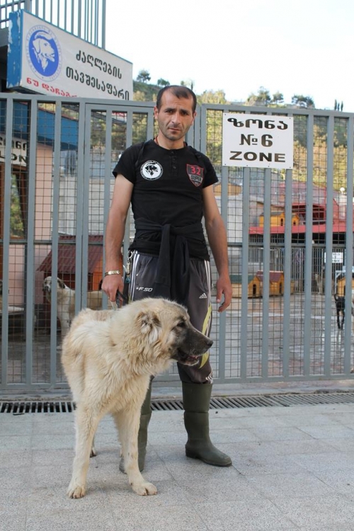 ქართული ქოფაკი უსახელო