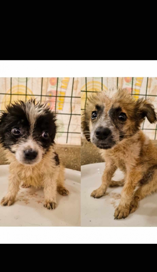 მეტისი სამგორის მეტრო