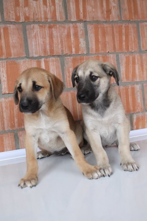 მეტისის ლეკვები უსახელო